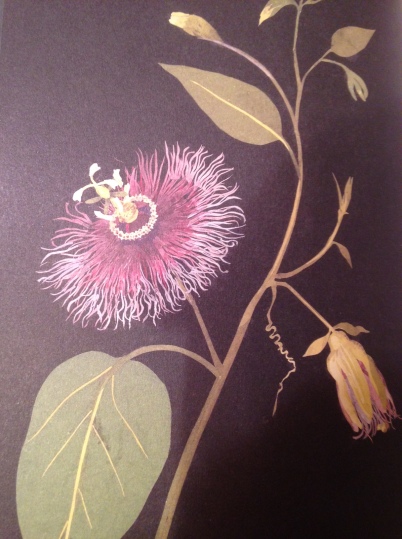 passionFlower