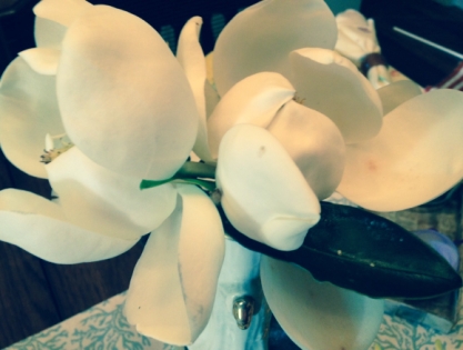 magnoliasCRISTA