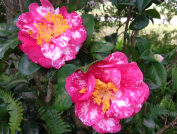 camelliasSpeckled