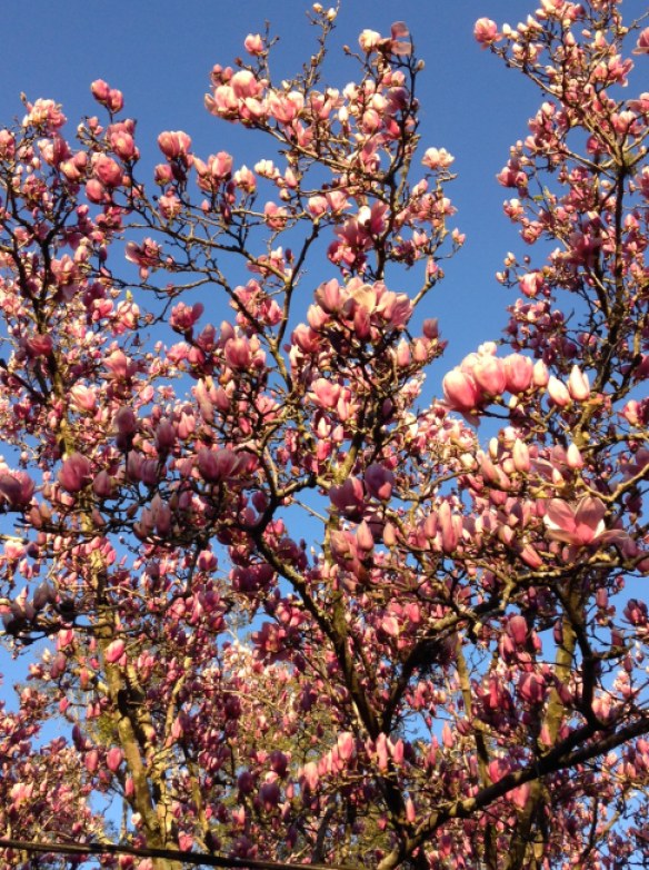 Tulip magnolia tree in our neighborhood just about to bloom in Florida, early February