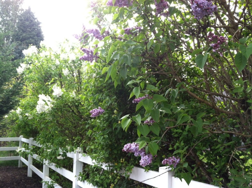 Lilacs along McCardy Road, Bethel Methodist Church, Ridgefield, WA