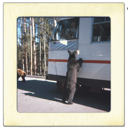 Yellowstone, 12 million acres of gorgeous scenery - even bears want a part of the action