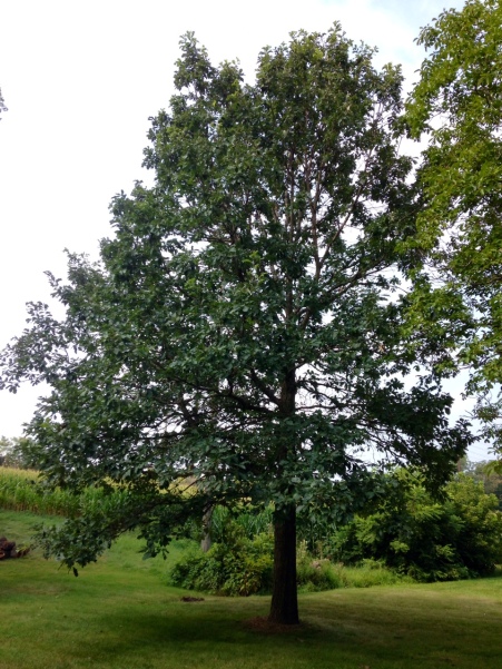 Thirty-five-year-old oak tree in Grandma Longenecker's back yard 1980 - 2015